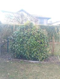 (reserviert) Loorbeerstrauch