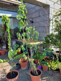 Holler Ableger klein oder gross