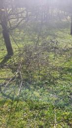 Obstreiser, Äste, Hochbeet