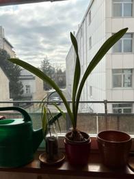 Pflanze zu verschenken