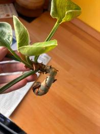 (reserviert) Philodendron white wave