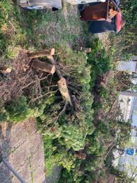 (reserviert) Thujen geschnitten