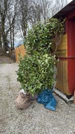 (reserviert) Kirschlorbeer Strauch