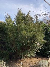 Pflanze, wunderschöne Eibe zu verschenken, Garten Sichtschutz