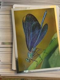 Billa Wir erforschen den Wald - doppelte Sticker