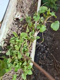 Zitronenmelisse Wurzelstock