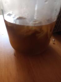 Scoby kombucha (Symbiotic Culture of Bacteria and Yeast)