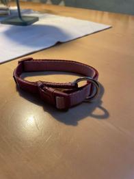 Hundehalsband (Größe S)