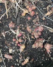 Topinambur zum Pflanzen