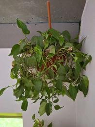 Große Efeutute samt Wandhalterung