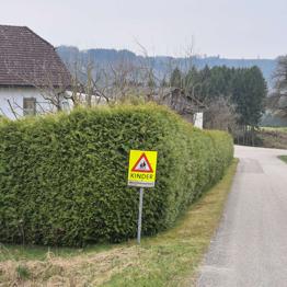 Tujen ca50 lfm ca 2,3m hoch