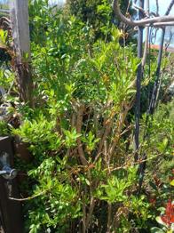 Forsythie zum Selbstausgraben