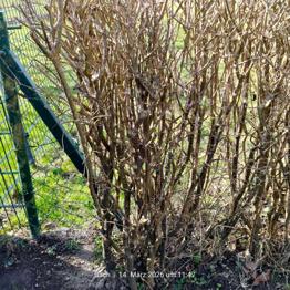 Ligusta Strauch Stöcke