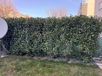Zu verschenken: 7 Kirschlorbeer-Pflanzen (ca. 2 m hoch)