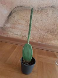 Kleiner grüner Kaktus