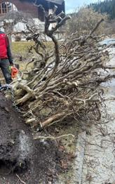 Korkenzieher-Haselnussstrauch