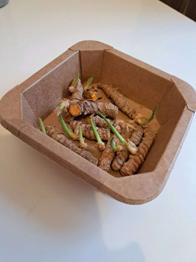 gekeimte Kurkuma Rhizome zum Einsetzen - Stückzahl & Abholzeit schreiben