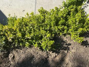 Bodendecker und gewöhnliche Trauben-Kirsche