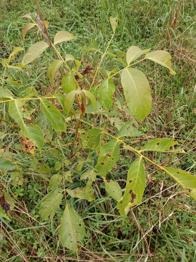 Wahlnussbaum ein kleiner und ein grosser ( gerne ein Versand! )