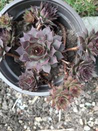 4 verschiedene Sorten Hauswurzen Ableger