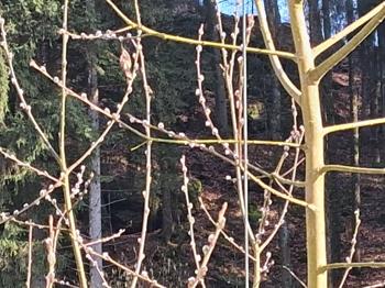 Palmkätzchen Zweige