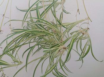 Grünlilie Pflanzen Ableger zu verschenken