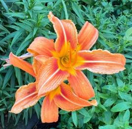 Taglilien orange zu verschenken