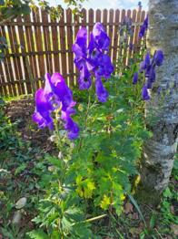 Blauet Eisenhut Pflanzen/ Blumen