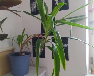 (reserviert) Pflanzen