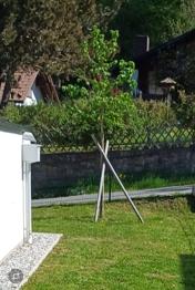 Schöner Haselnussbaum sucht neuen Platz - ca. 3,5-4m - selbst ausgraben