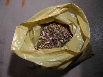 ZWEIGE, geschnitzelt