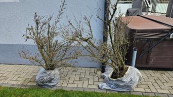 (reserviert) Topfsträucher