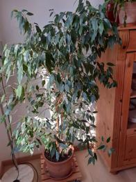 Ficus benjamin
