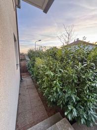 Kirschlorbeeren Hecke