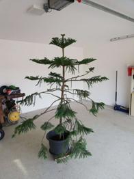 Zimmertanne zu verschenken