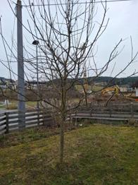 (reserviert) Apfelbaum