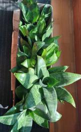 (reserviert) Senseveria- Ableger, ca 15 St