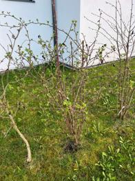 3 Stk. Hundsrosesträucher zu verschenken