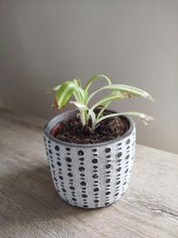 (reserviert) Grünlilie mit Übertopf