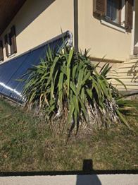 Gartenyucca Yucca Palmlilie