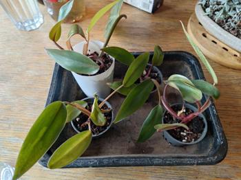 Philodendron Ableger