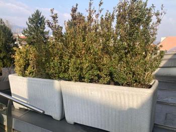 Pflanzen mit Töpfen Buchs