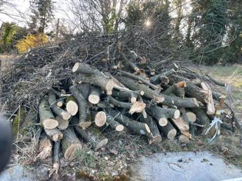 Grünschnitt / Äste von einem Edelkastanienbaum zu verschenken