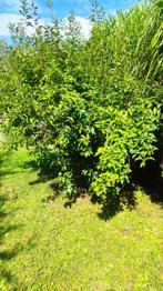 Osterstrauch Forsythie