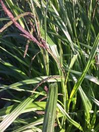 4 x Teichpflanze Riesen Segge