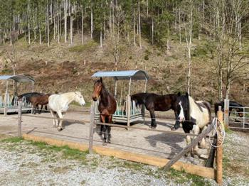 Pferdemist / Dünger