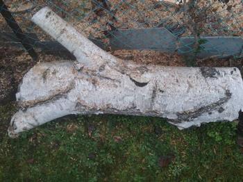 (RESERVIERT für Harald - Bitte keine Anfragen mehr!) Tüzifa/ Hartholz (Birke und Obstbaum)