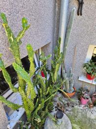 Verschiedene Kakteen