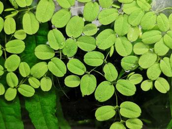 kleiner Büschelfarn (Salvinia minima) und andere Schwimmpflanzen