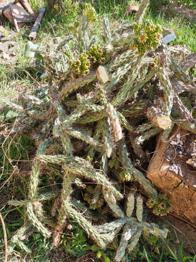 Kaktusableger, winterhart